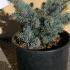 Picea Pungens Globosa - Colorado Spruce 25-30 cm buy online UK.