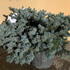 piceapungensglobosa 60-70 cm buy online UK.