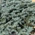 Picea Pungens Globosa - Colorado Spruce 1-1.25 m buy online UK.
