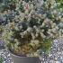 Picea Pungens Globosa - Colorado Spruce 40-50 cm buy online UK.