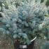 Picea Pungens Globosa, Low Growing Conifers, UK