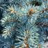 Picea Pungens Globosa, or Globe Colorado Spruce, is a compact evergreen with dense, blue-green needles and a rounded, globe-like shape, making it ideal for smaller landscapes or as an ornamental feature.