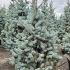 Picea Pungens Hoopsii Colorado Spruce or Blue Spruce 1-1.25 m buy online UK.
