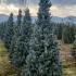 Picea Pungens Iseli Fastigiate Colorado Spruce  1.75-2 m buy online UK.