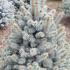 Picea Pungens Kosteriana 1-1.25 m buy online UK.