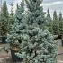 Picea Pungens Oldenburg Colorado Spruce 1.5-1.75 m buy online UK.
