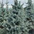 Picea Pungens Oldenburg Colorado Spruce 1.25-1.5 m buy online UK.