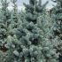 Picea Pungens Oldenburg Colorado Spruce or Blue Spruce