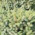 Picea Lutzii Machala or Lutz Spruce Machala has a compact, rounded shape with grey/green needles, a pretty dwarf pine tree for sale online UK.