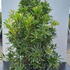 pierisflamingsilver 1-1.25 m buy online UK.