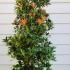Pieris Flaming Silver 80-100 cm buy online UK.