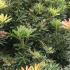 Pieris Flaming Silver is an evergreen shrub with striking variegated foliage, featuring white and green leaves that turn red in spring, along with clusters of white bell-shaped flowers.