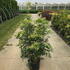 pieris 1-1.25 m buy online UK.