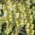 Pieris Forest Flame is an evergreen shrub with striking red and orange new growth in spring, followed by clusters of white bell-shaped flowers in early summer.