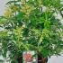 Pieris Forest Flame 30-40 cm buy online UK.