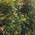 Ornamental shrub Pieris Japonica to buy online UK