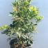 Pieris Forest Flame 20-30 cm buy online UK.