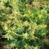 Pieris Forest Flame, Evergreen Shrubs for sale UK