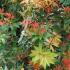 Pieris Japonica forest flame ornamental shrubs for sale at our London garden centre, buy online UK delivery