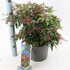 pierisjapkatsura 30-40 cm buy online UK.