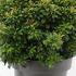 Pieris Japonica Little Green Heath 30-40 cm buy online UK.