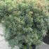 Pieris Japonica Little Heath ornamental evergreen shrub