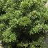 Pieris Japonica Little Heath 60-80 cm buy online UK.