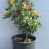 Pieris Japonica Mountain Fire 30-40 cm buy online UK.