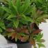 Pieris Japonica Mountain Fire 25-30 cm buy online UK.