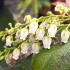 Pieris Japonica Katsura is an evergreen shrub known for its vibrant copper-red young leaves that mature to green, with clusters of white flowers blooming in spring.