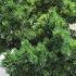 Pinus Banksiana Banska Stiavnica 50-60 cm buy online UK.