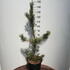 pinusdav 1-1.25 m buy online UK.