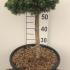 Pinus Densiflora Alice Verkade 70-80 cm buy online UK.