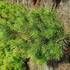 Pinus Densiflora Rainbow