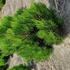 pinleu 40-60 cm buy online UK.