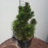 pinleu 60-80 cm buy online UK.
