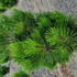 pinleu 60-80 cm buy online UK.