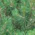 Pinus Mugo, coniferous shrub, Paramount Plants, Crews Hill, to buy London  UK
