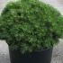 Pinus Mugo Benjamin Dwarf Pine 20-30 cm buy online UK.