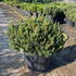 pinmughump 40-50 cm buy online UK.