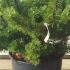 Pinus Mugo Humpy Dwarf Pine 40-50 cm buy online UK.