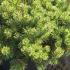 Pinus Mugo Kobold 40-50 cm buy online UK.