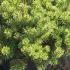 Pinus Mugo Kobold is a dwarf mountain pine, slow growing and compact habit, from our large conifer collection to buy online UK delivery.