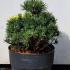 Pinus Mugo Mops 20-40 cm buy online UK.