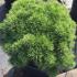 Pinus Mugo Mops is a decorative dwarf pine tree, particularly beautiful in Spring when new growth appears, very beautiful pine trees for sale UK.