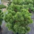 pinusmugon 60-80 cm buy online UK.