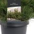 Pinus Mugo Nana 10-20 cm buy online UK.
