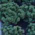 Pinus Mugo Nana - pine tree varieties for sale at London nursery - for sale UK