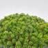 Pinus Mugo Pumilio 40-50 cm buy online UK.