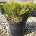 pinusm 20-30 cm buy online UK.